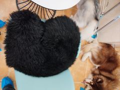 -Let's go狗咖·猫咖·奶狗·桌游(春熙路IFS店)