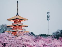 -武汉大学-樱园