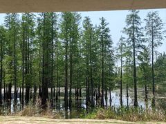 -白鹭湾湿地公园