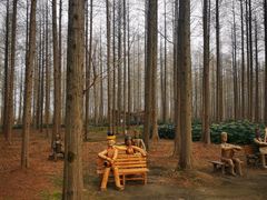 -黄海国家森林公园