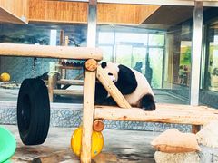 -西安秦岭野生动物园