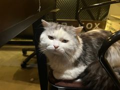 -Mr.Fox狐狸先生超级密室(南山店)