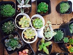 -龙大花卉苗木市场