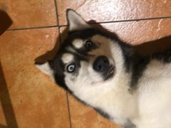 -more than meow吴止猫主题餐厅(承德 中船汇店)