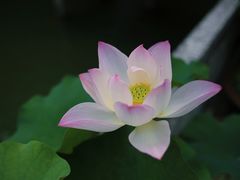 -浮庄