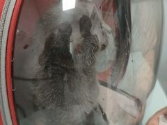 -宠福鑫康馨动物医院·骨科·眼科