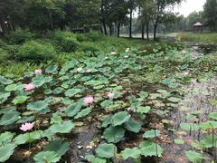 -微山湖红荷湿地景区