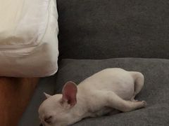 -宠颐生宠物医院·心肾内科·猫专科诊疗中心宠巢店