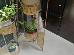 -猫色咖啡·猫咖