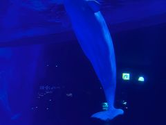 -上海海昌海洋公园-冰山北极馆