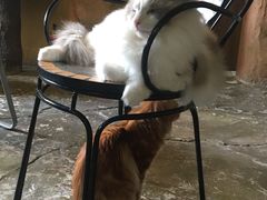 -猫猫幼稚园·撸猫·桌游·电玩