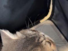 -宠爱国际动物医院· 猫科· 外科·中兽医(长白店)