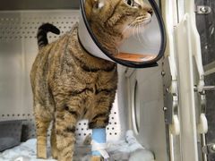 -艾贝尔宠物诊疗