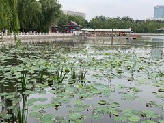 -莲花池公园