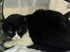 -福懋动物医院·犬猫全科·外科·重症科(杏林分院)