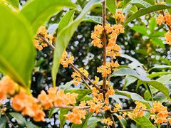 -上海佘山国家森林公园天马山园