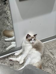 -逅续沙发自然卷专研