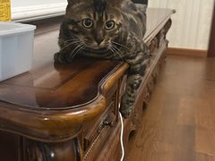 -宠福鑫康馨动物医院·骨科·眼科