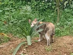 -南宁良凤江国家森林公园