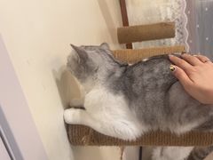 -共舞时光猫咖·狗咖(新街口店)