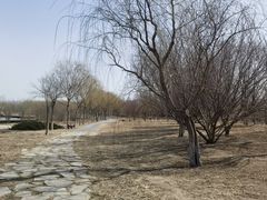 -西青郊野公园