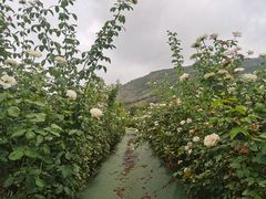 -亚龙湾国际玫瑰谷