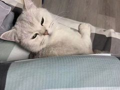 -安安宠医·安宠宠物医院