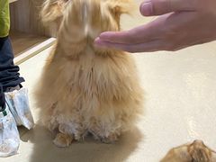 -藏猫猫咖啡主题馆(中央大道店)