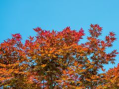-广州市帽峰山景区