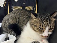 -谐和益家动物医院·免疫绝育·血液透析·宠保定点医院(高新伊藤分院)