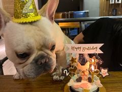 -百好乐宠物友好餐厅(朝外大街店)