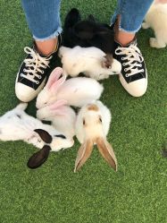 -萌宠亲子动物乐园(槐房万达店)