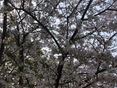 -高东镇樱花园