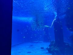 -石家庄海洋公园