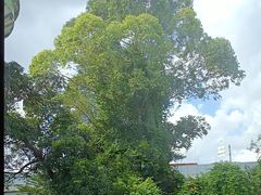 -点都德(广州白云山景区南门店)