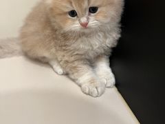 -一鸣真鲜奶吧(巴黎都市奶吧店)