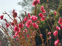 -南国桃园旅游度假区