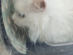 -中农大我爱我爱动物医院·核磁CT·猫病·24小时夜诊中心(石佛营店)