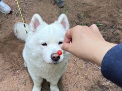 -趣玩宠物乐园寄养训犬训狗游泳池