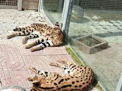 -西霞口神雕山野生动物世界