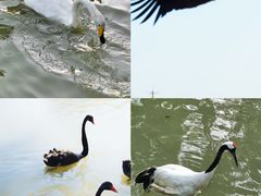 -上海野生动物园
