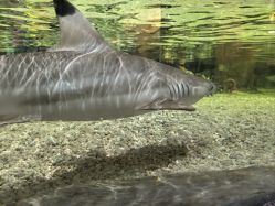 -Zoolung Zoolung动物主题公园(海信广场店)