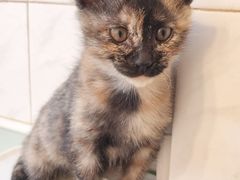 -中农国际动物医院24小时·猫科·骨科·急重症中心