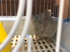 -龟与熊猫宠物公园(南坪店)
