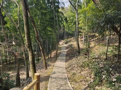 -上海佘山国家森林公园天马山园