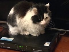 -喜多萌中农锦绣动物医院24H·猫科·牙科MRI·CT