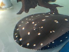 -泉州海丝野生动物世界