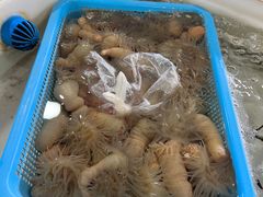 -罗源湾8号渔排