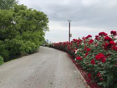 -上海滨江森林公园