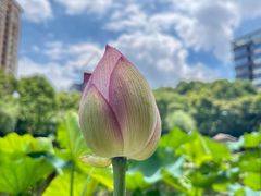 -陈家山荷花公园